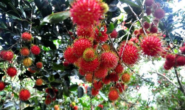 Verger de fruits à Mekong 